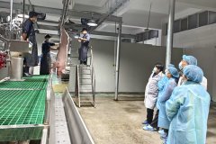 需正在2025年12月31日前达到“生猪屠宰GMP”尺度；